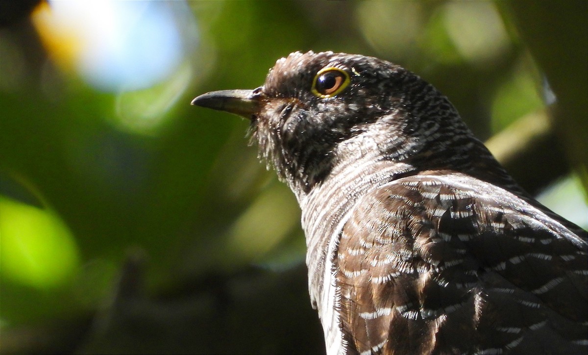 Common Cuckoo - ML638342690