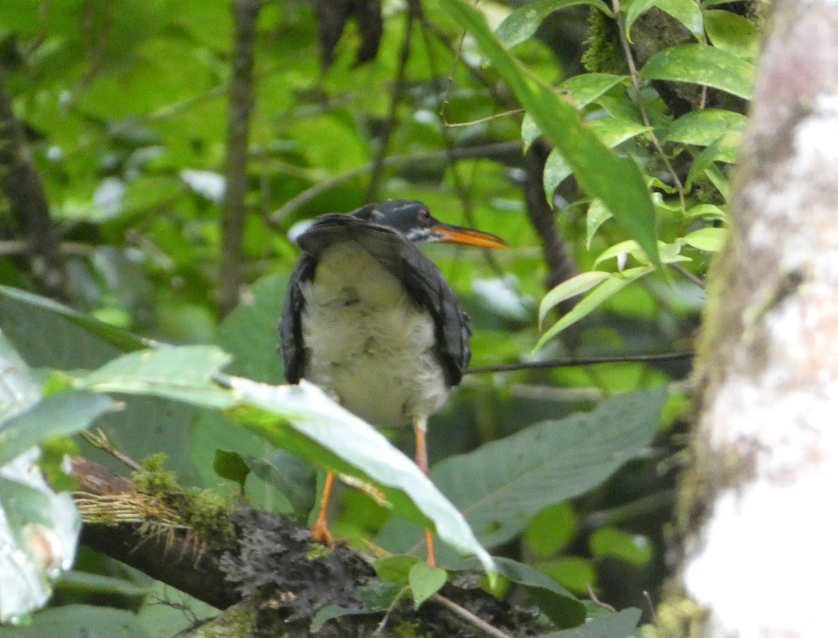 Sunbittern - ML638342692