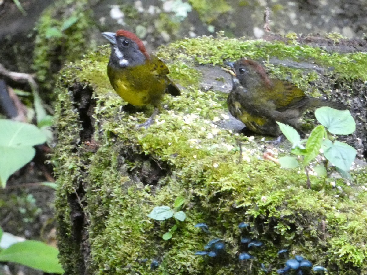 Sooty-faced Finch - ML638342701
