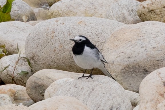 White Wagtail (Hodgson's) - ML638342703