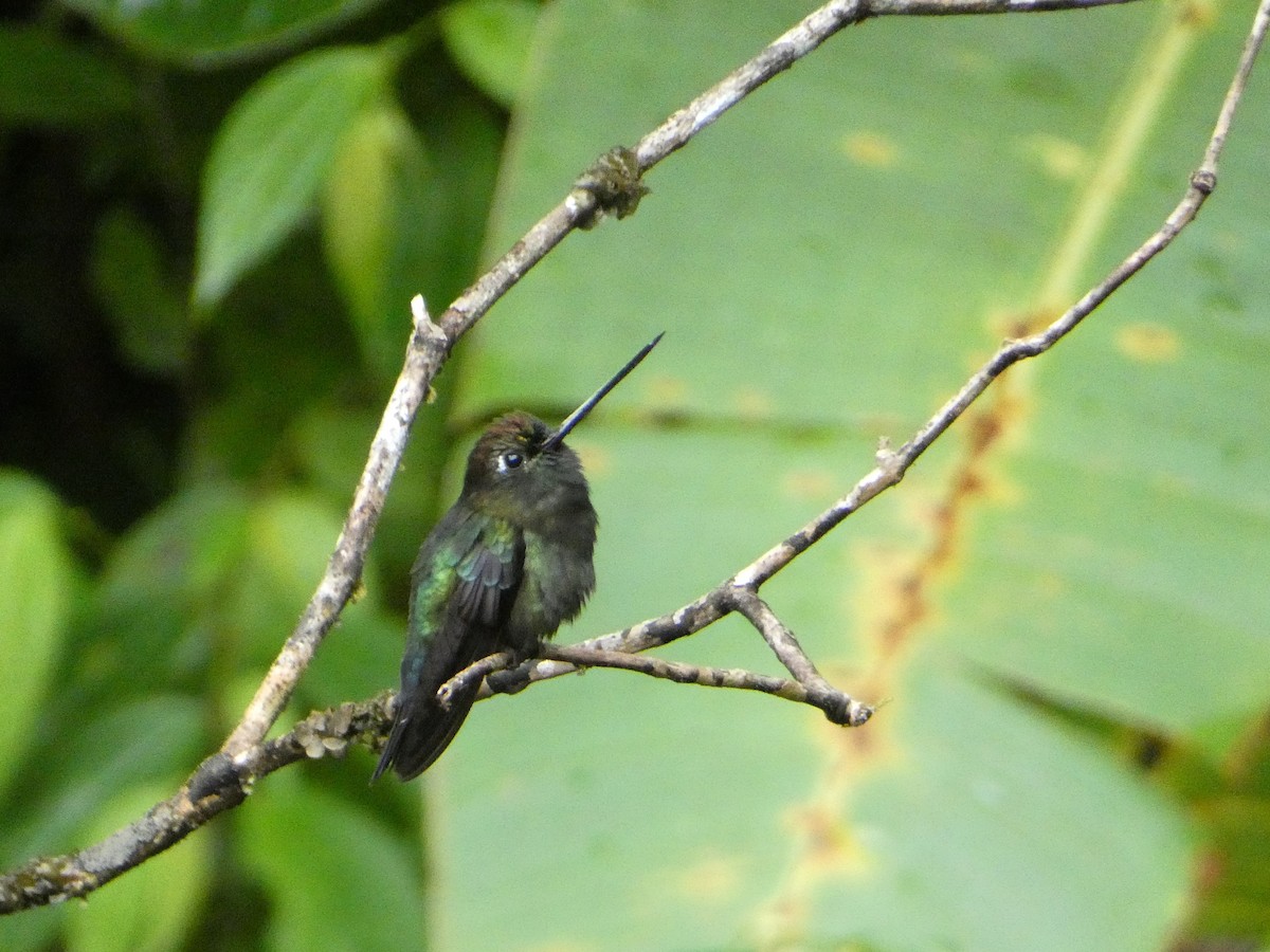 Green-fronted Lancebill - ML638342704