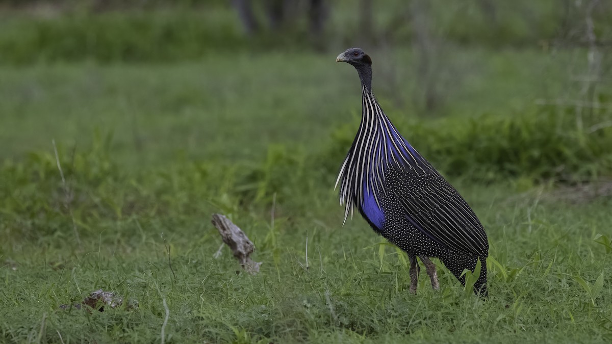 Vulturine Guineafowl - ML638342714