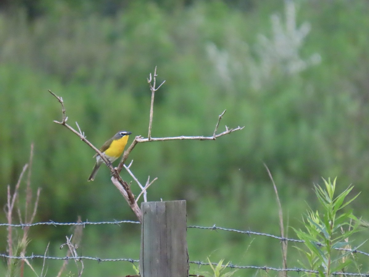 Yellow-breasted Chat - ML638342716