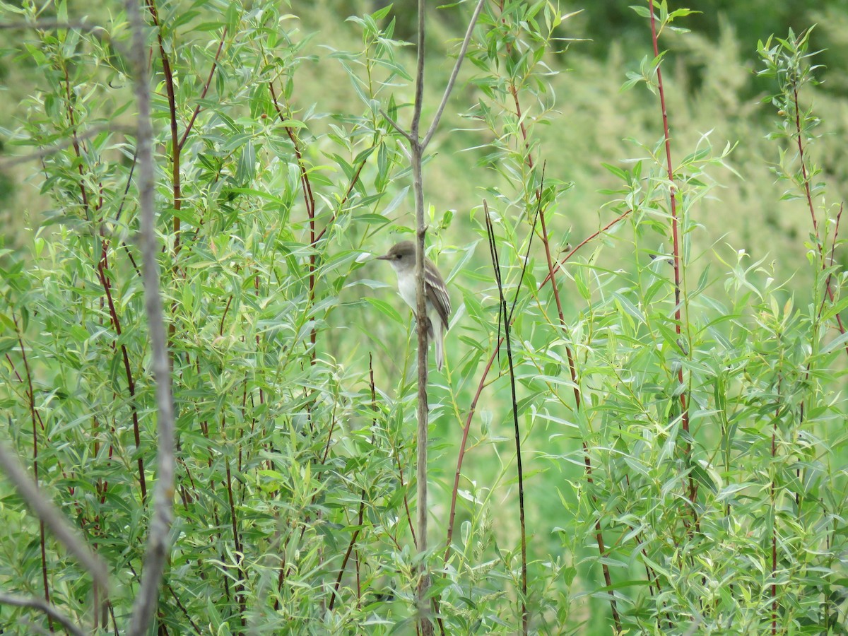 Willow Flycatcher - ML638342718