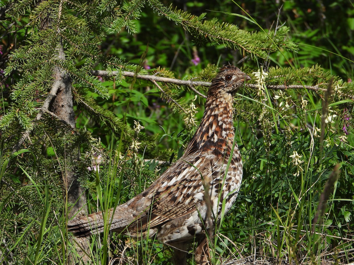 Ruffed Grouse - ML638342720