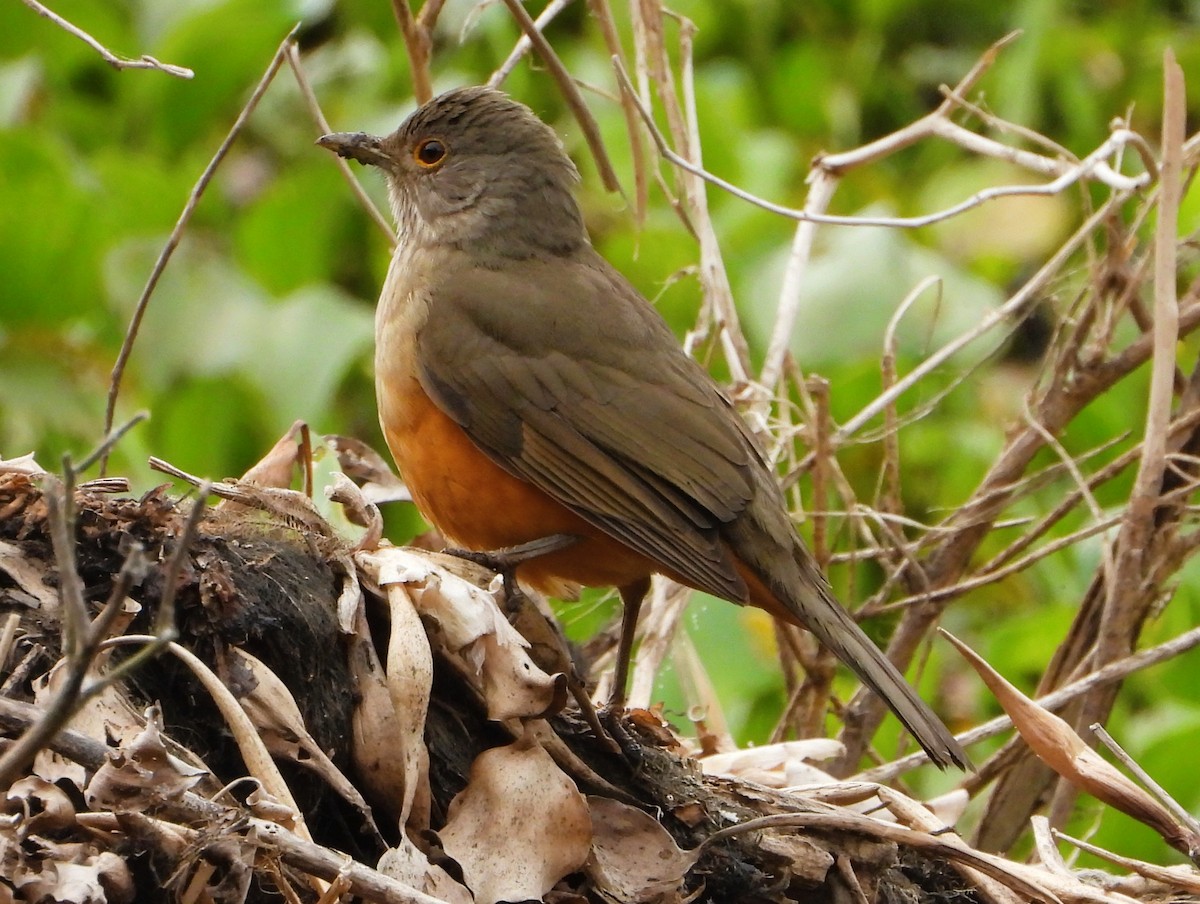 Rufous-bellied Thrush - ML638342723