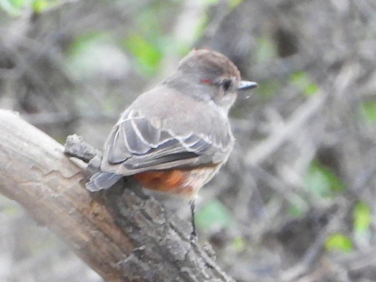 Vermilion Flycatcher - ML638342724