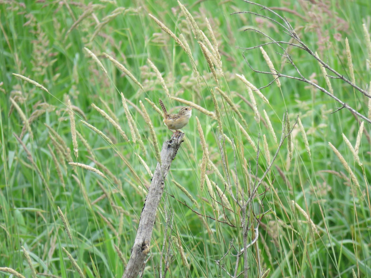 Sedge Wren - ML638342731