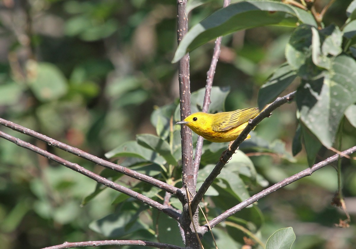 Yellow Warbler - ML638342736
