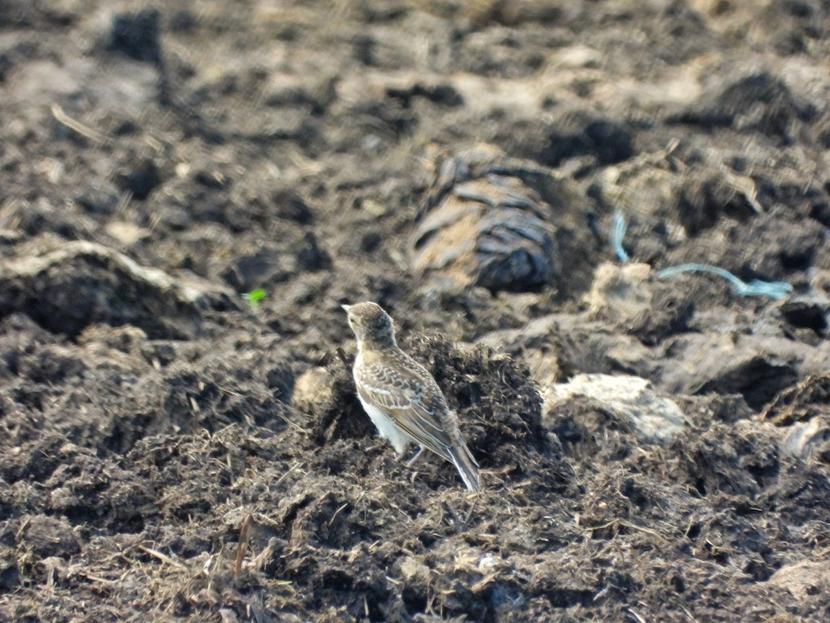 Horned Lark - ML638342742