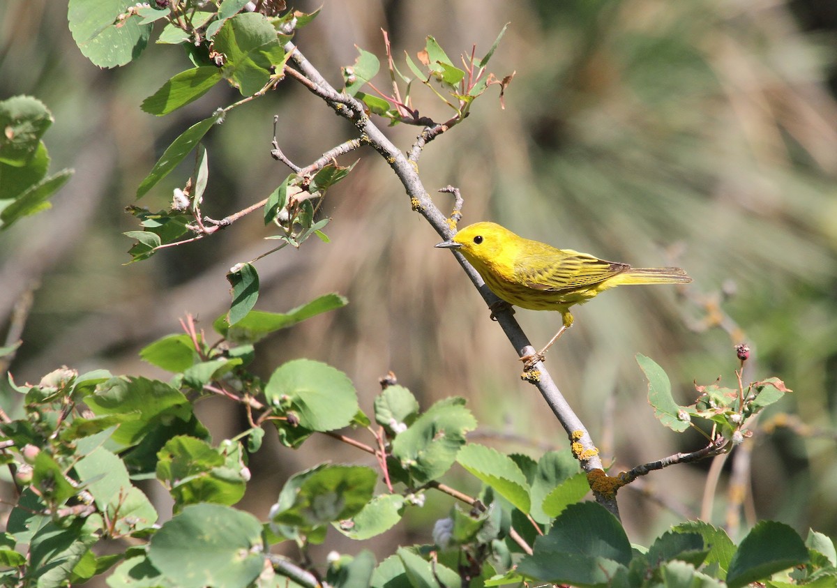 Yellow Warbler - ML638342764