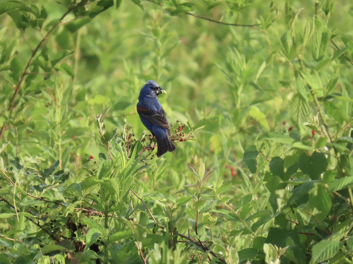 Blue Grosbeak - ML638342787