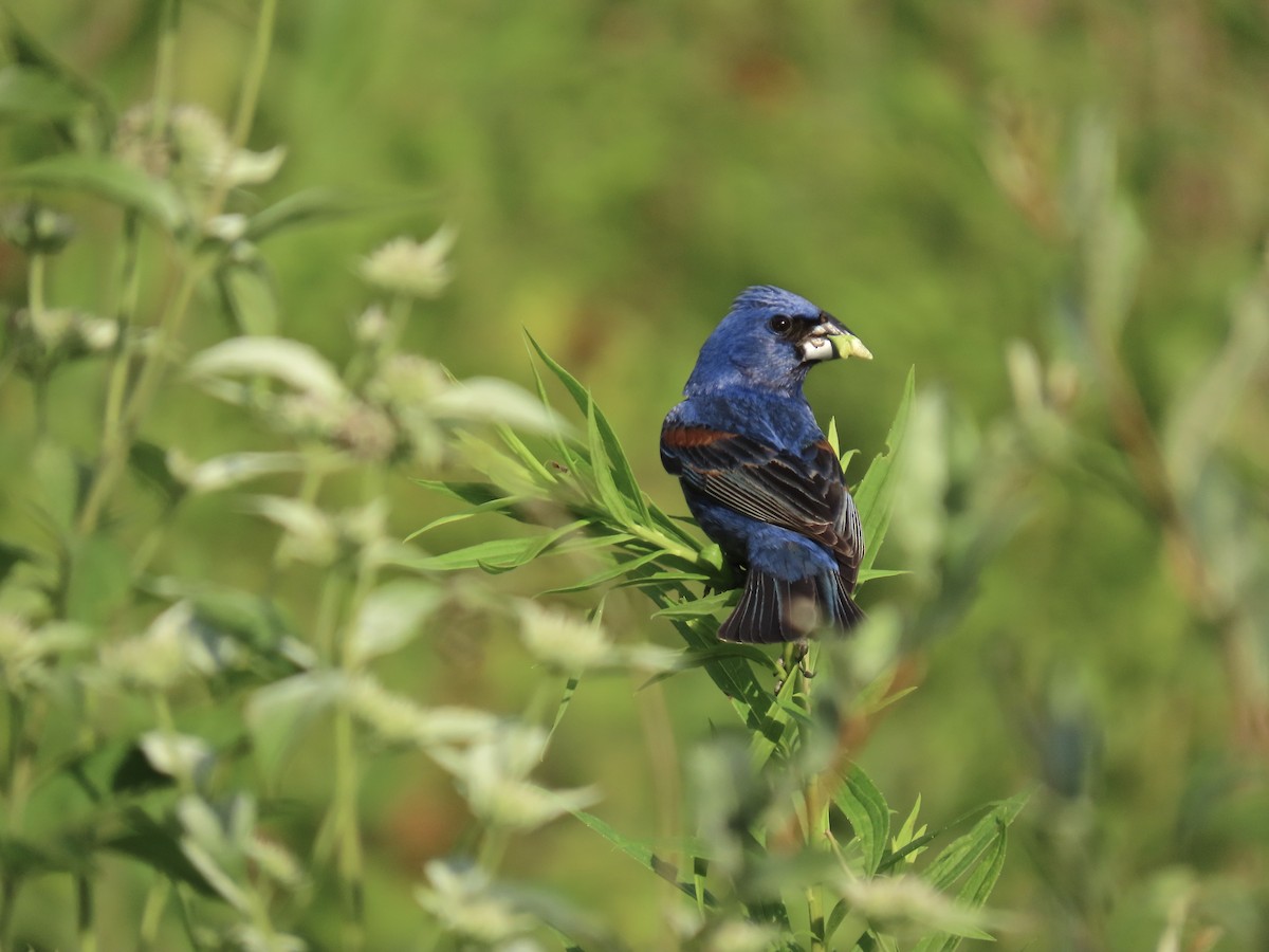 Blue Grosbeak - ML638342788