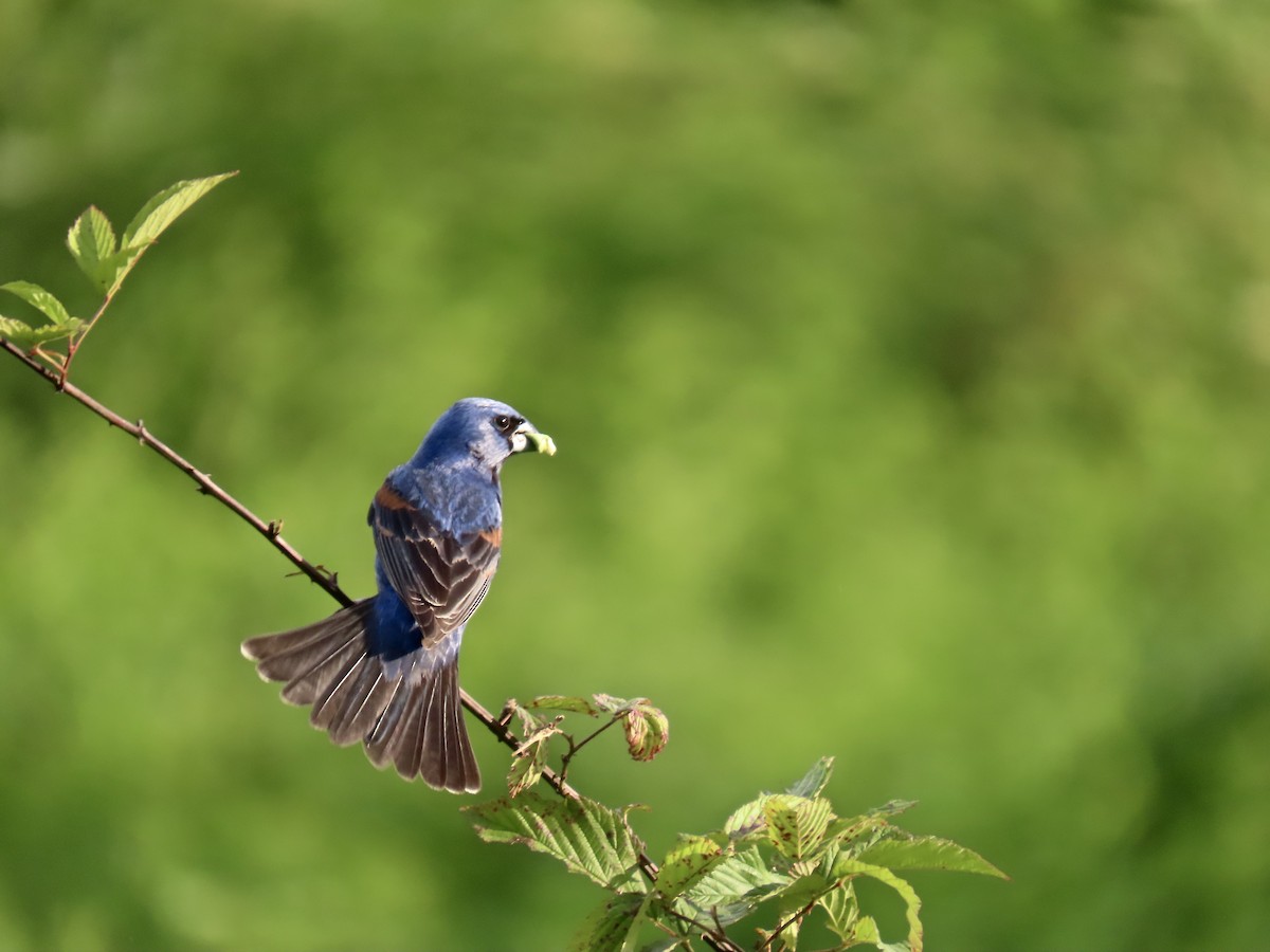 Blue Grosbeak - ML638342789