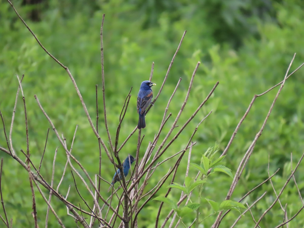 Blue Grosbeak - ML638342790