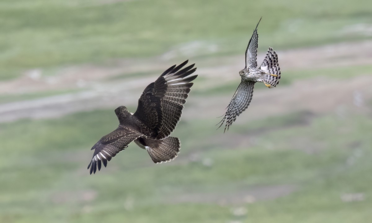 Augur Buzzard - ML638342804