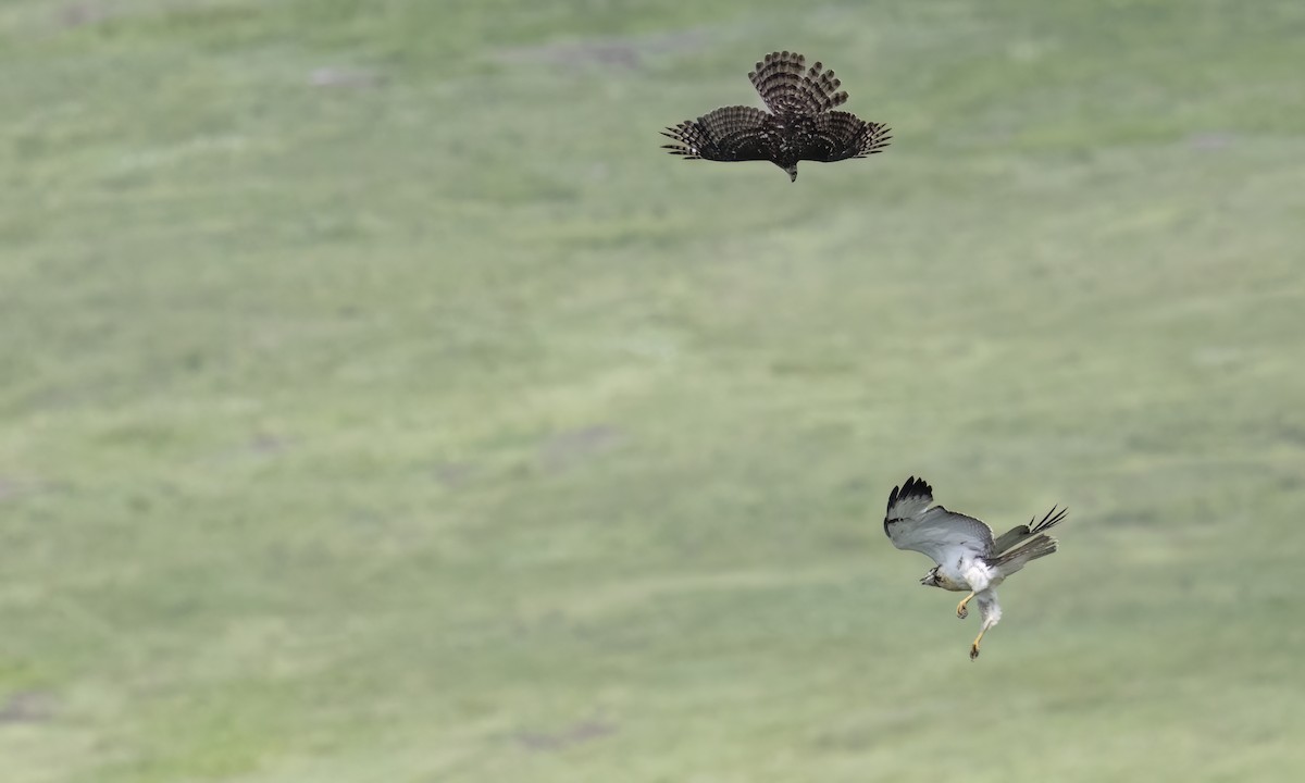 Augur Buzzard - ML638342805