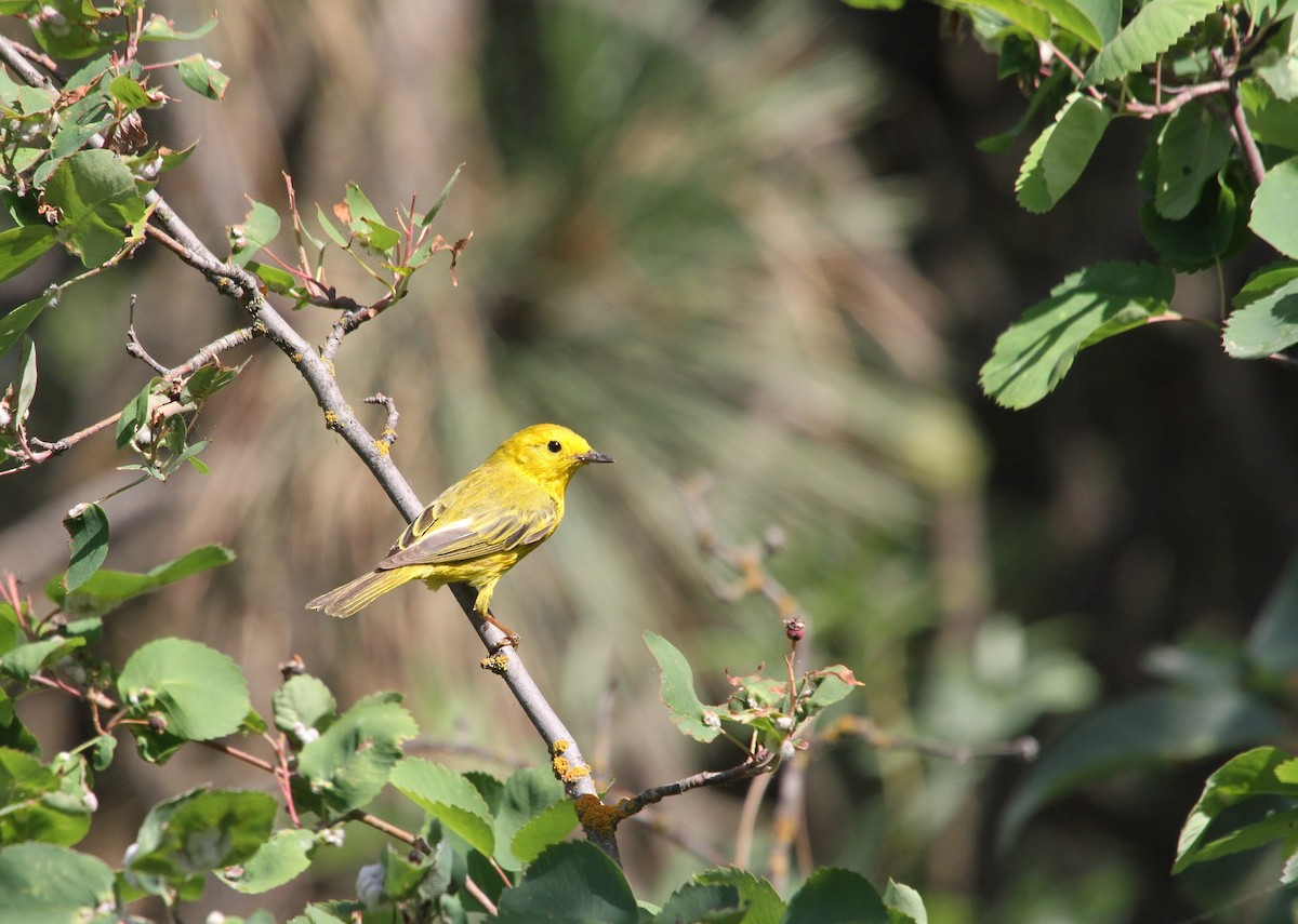 Yellow Warbler - ML638342809