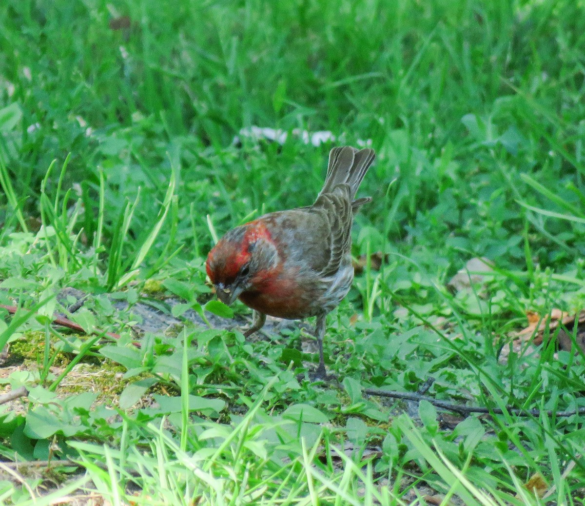 House Finch - ML638342843