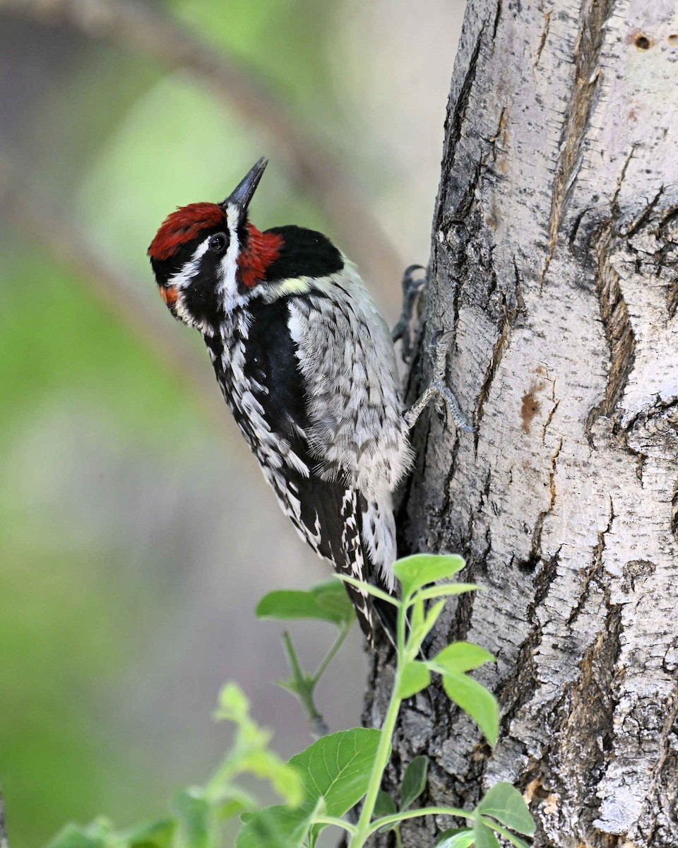 Red-naped Sapsucker - ML638342844