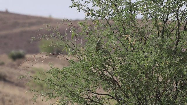 Scaled Quail - ML638342847