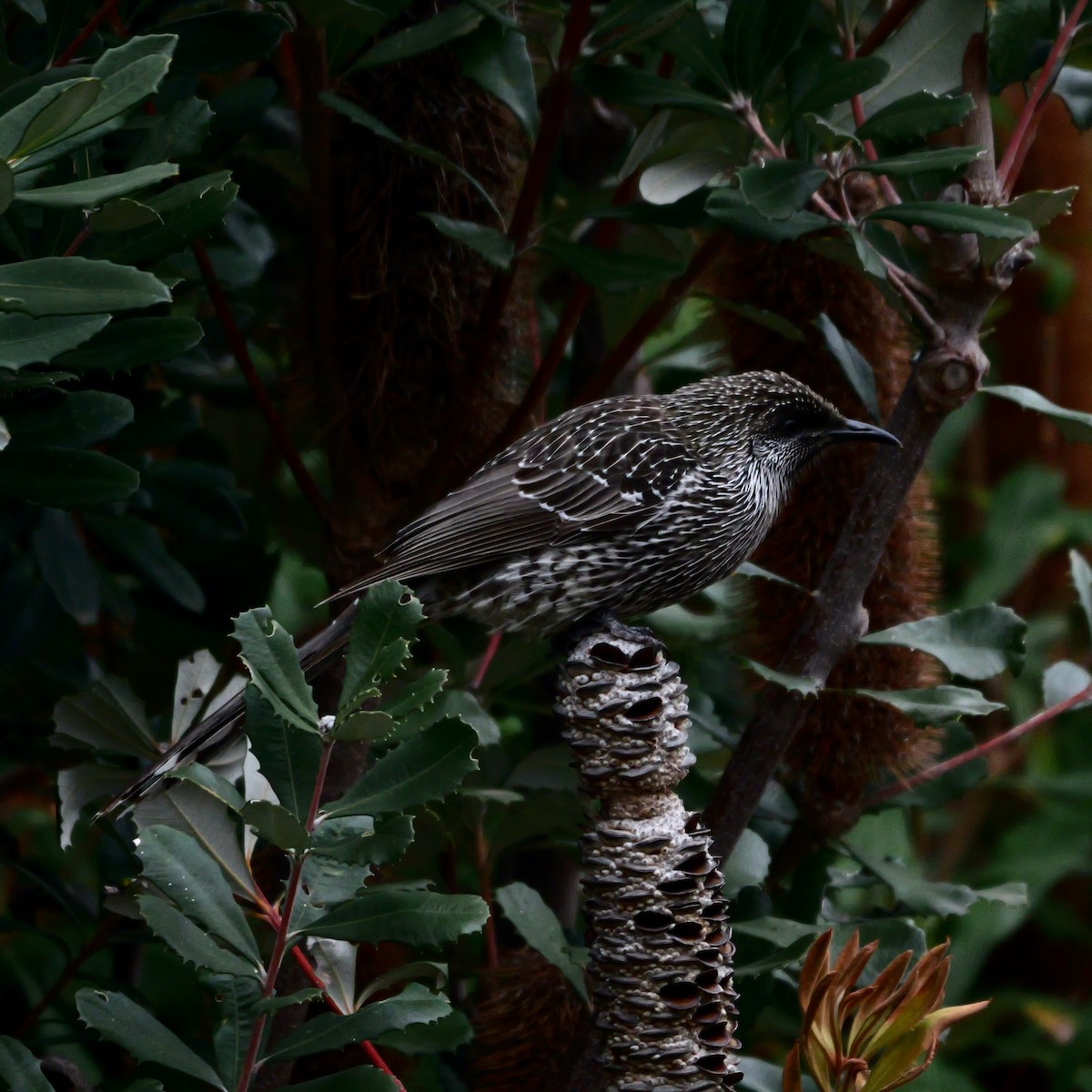 Little Wattlebird - ML638342849