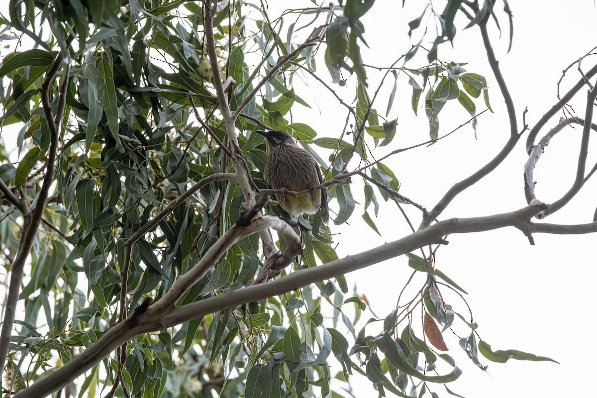 Little Wattlebird - ML638342850