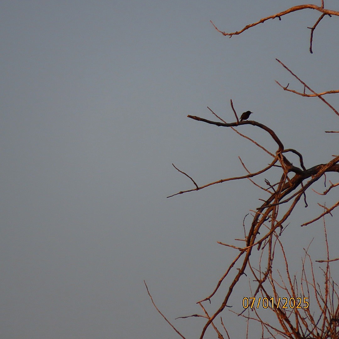 European Starling - ML638342854