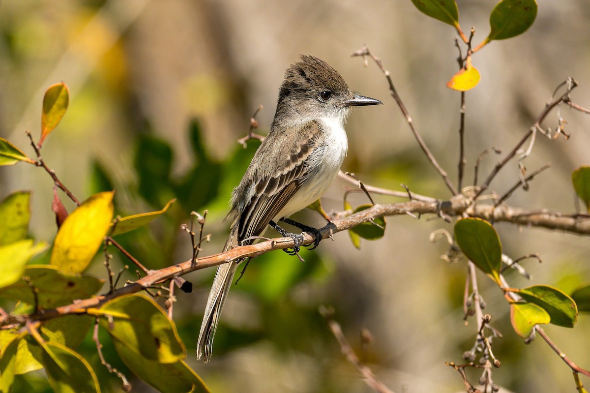 La Sagra's Flycatcher - ML638342874