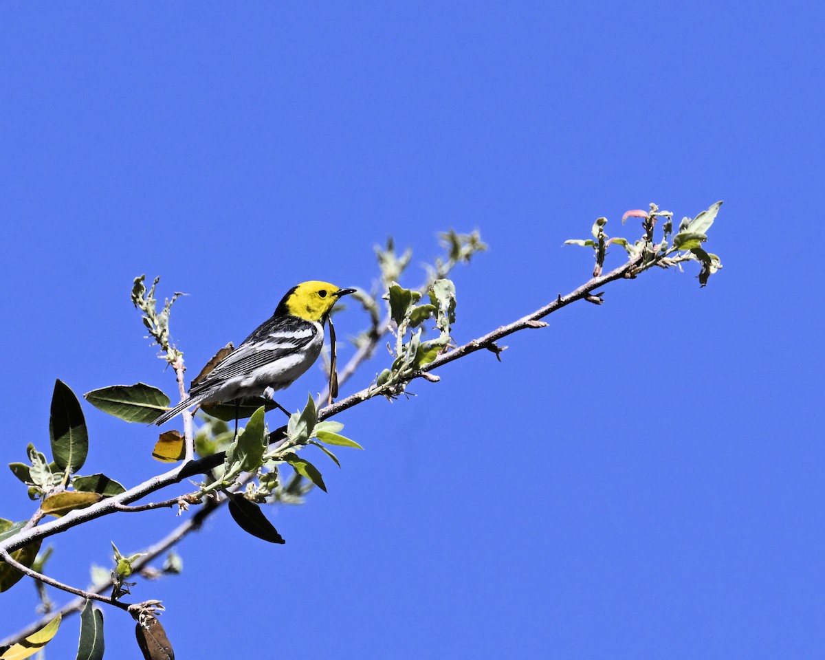 Hermit Warbler - ML638342877