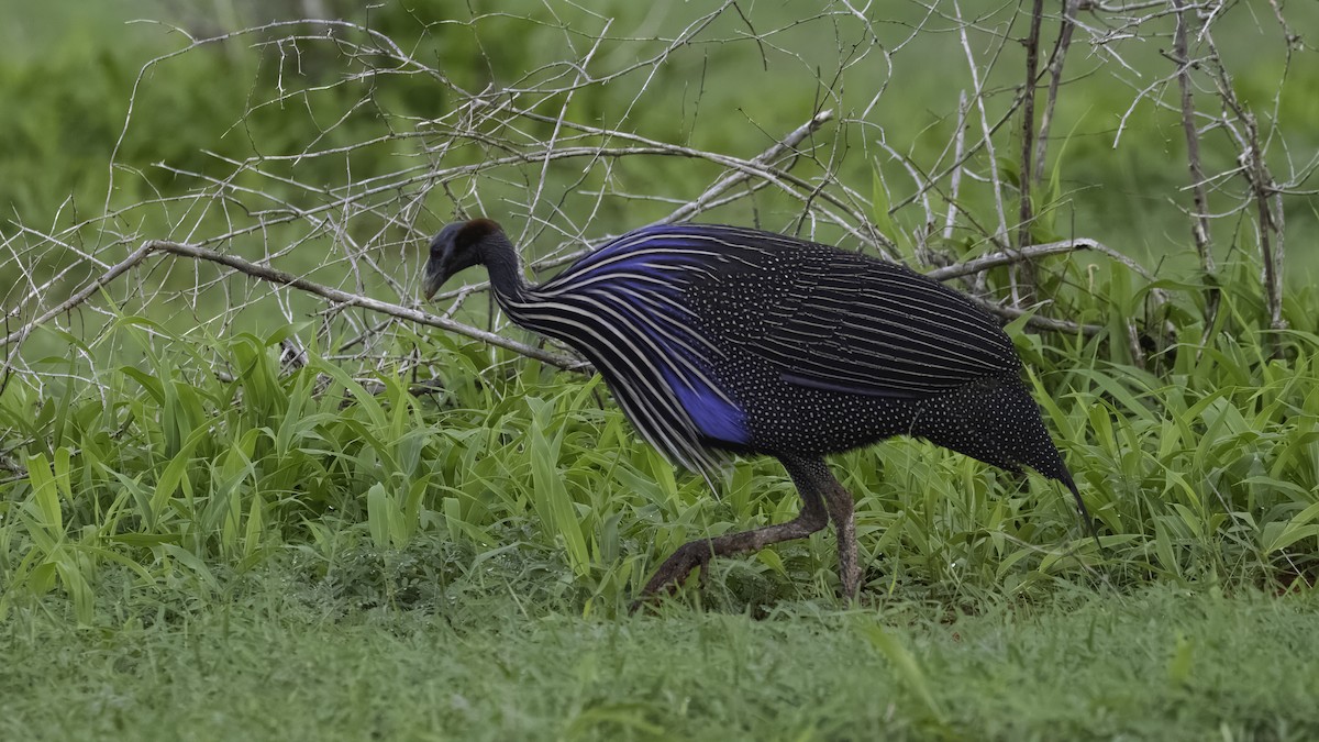 Vulturine Guineafowl - ML638342885