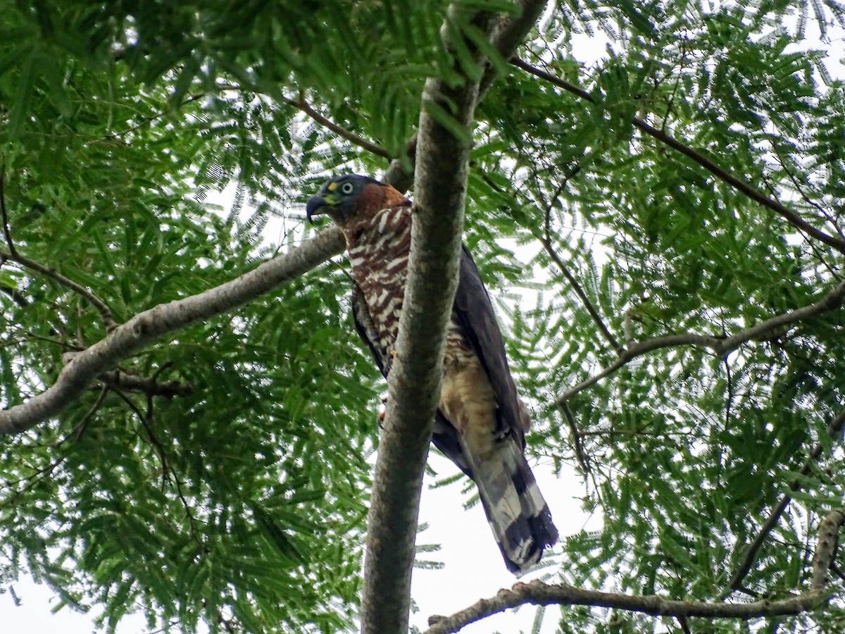 Hook-billed Kite - ML638342894