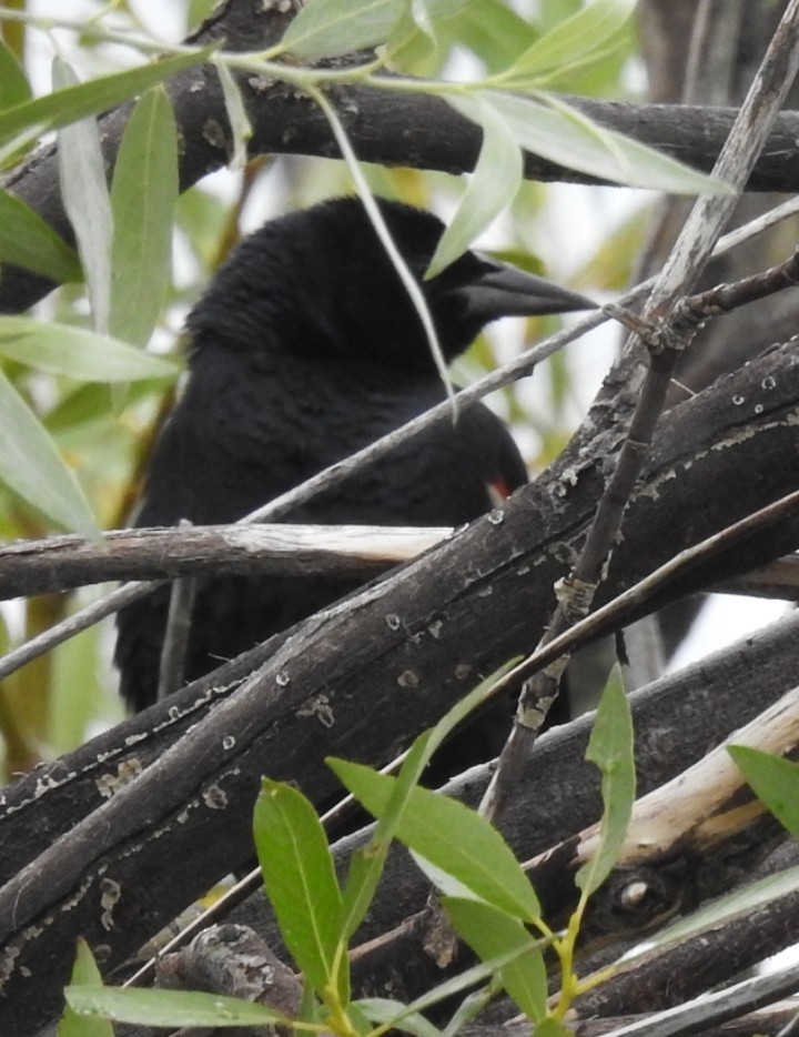 Tricolored Blackbird - ML638342910