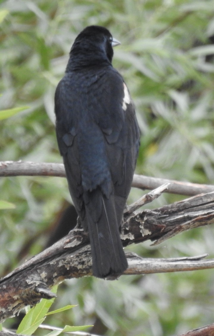 Tricolored Blackbird - ML638342911