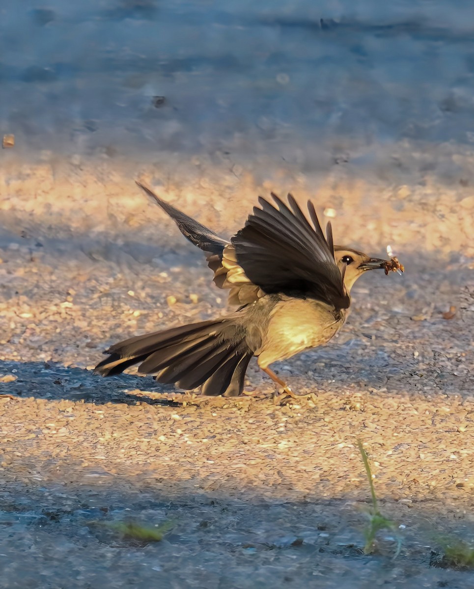 kattespottefugl - ML638342921