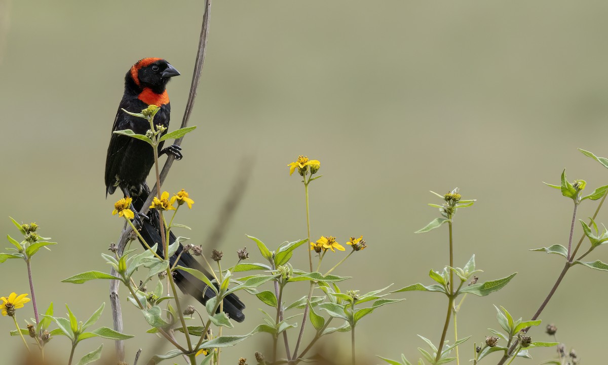 Red-cowled Widowbird - ML638342952