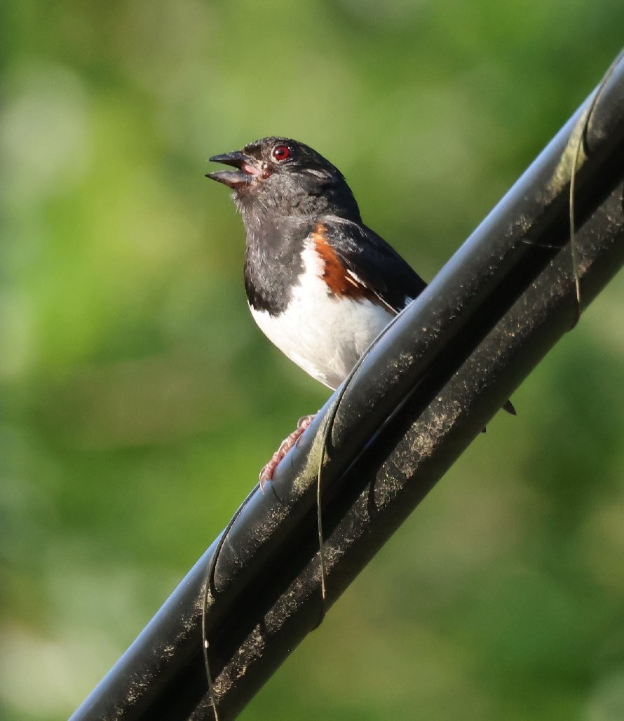 Eastern Towhee - ML638342969