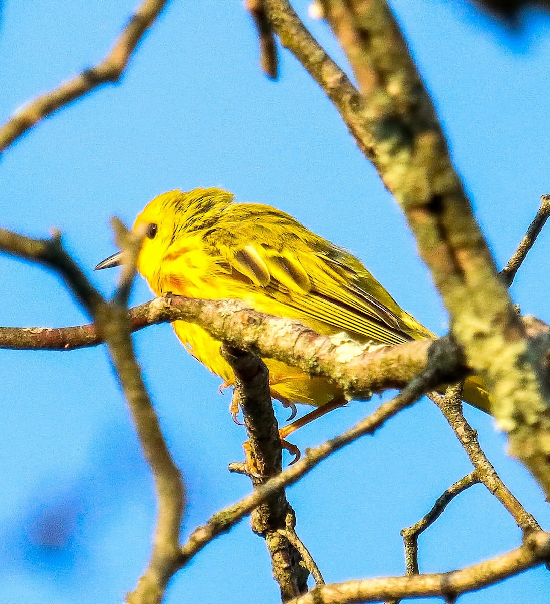 Yellow Warbler - ML638342980