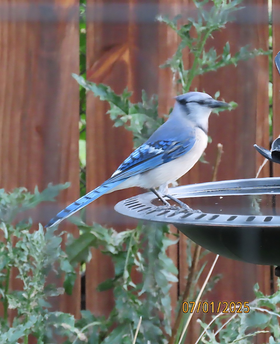 Blue Jay - ML638342993