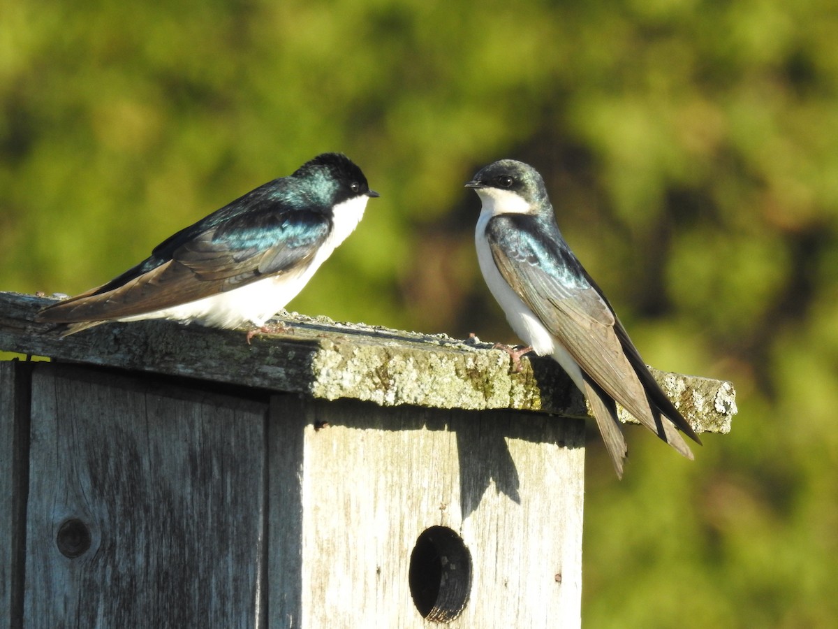 Tree Swallow - ML638342995