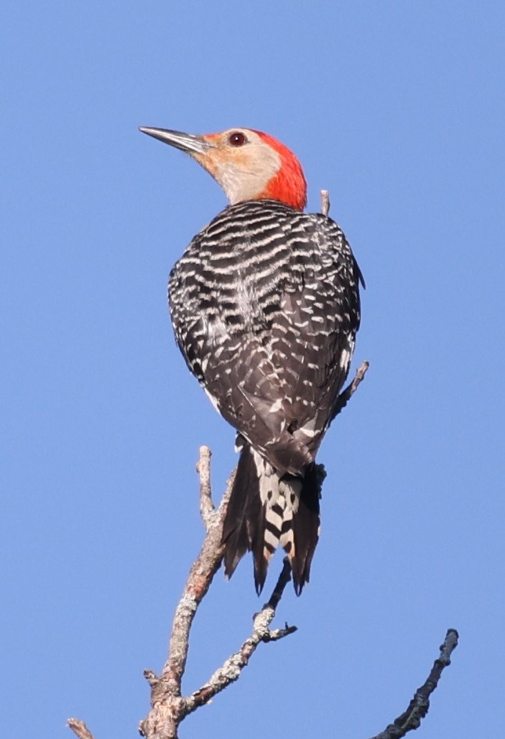 Red-bellied Woodpecker - ML638343007