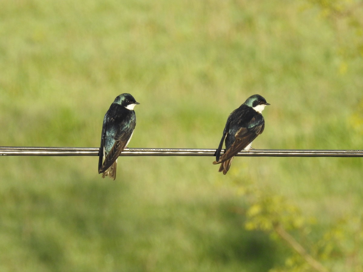 Tree Swallow - ML638343024