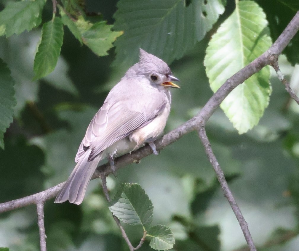 Tufted Titmouse - ML638343031