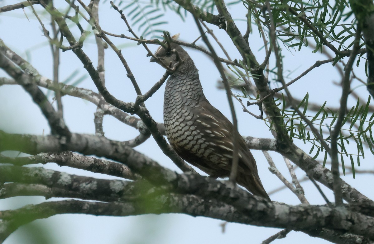 Scaled Quail - ML638343036