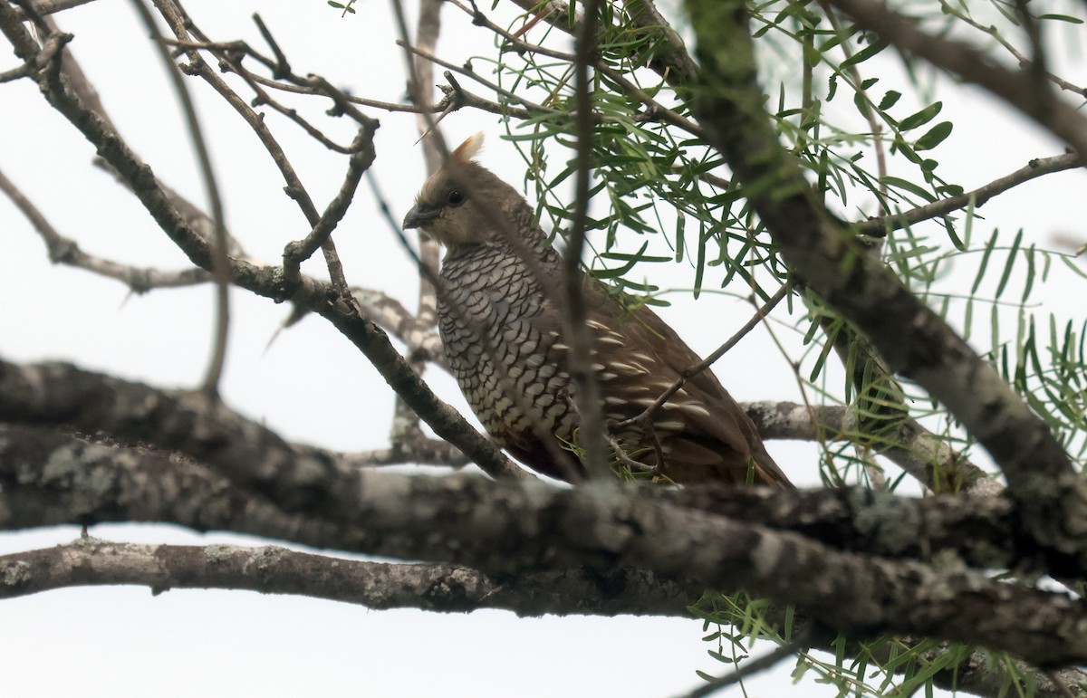 Scaled Quail - ML638343037