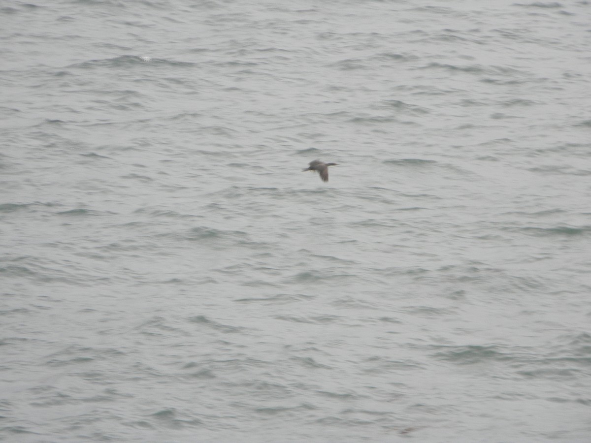Red-legged Cormorant - ML638343056