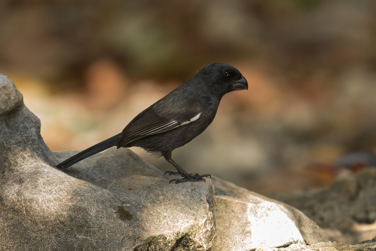 Cuban Bullfinch - ML638343068