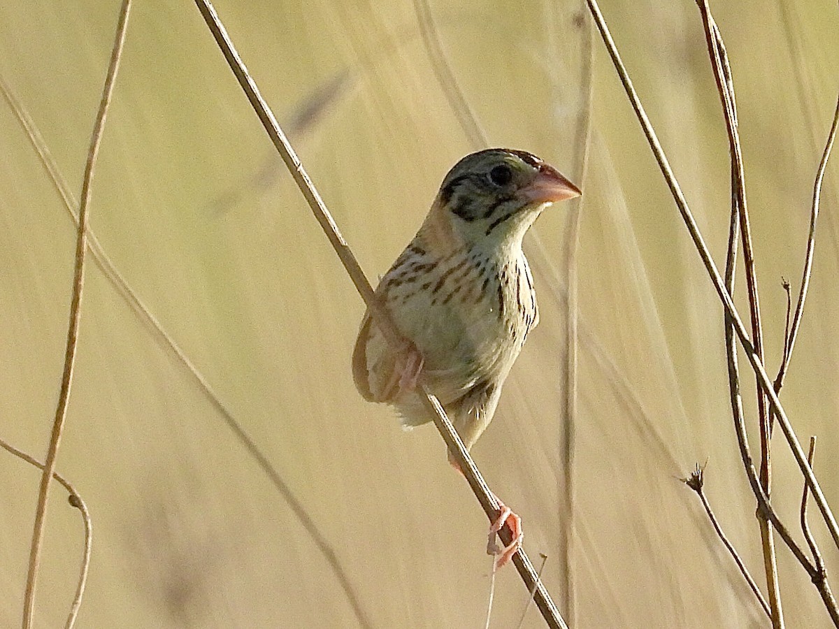 Henslow's Sparrow - ML638343080