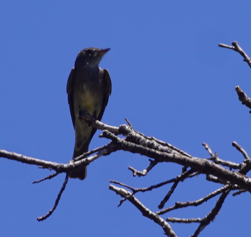Western Wood-Pewee - ML638343090
