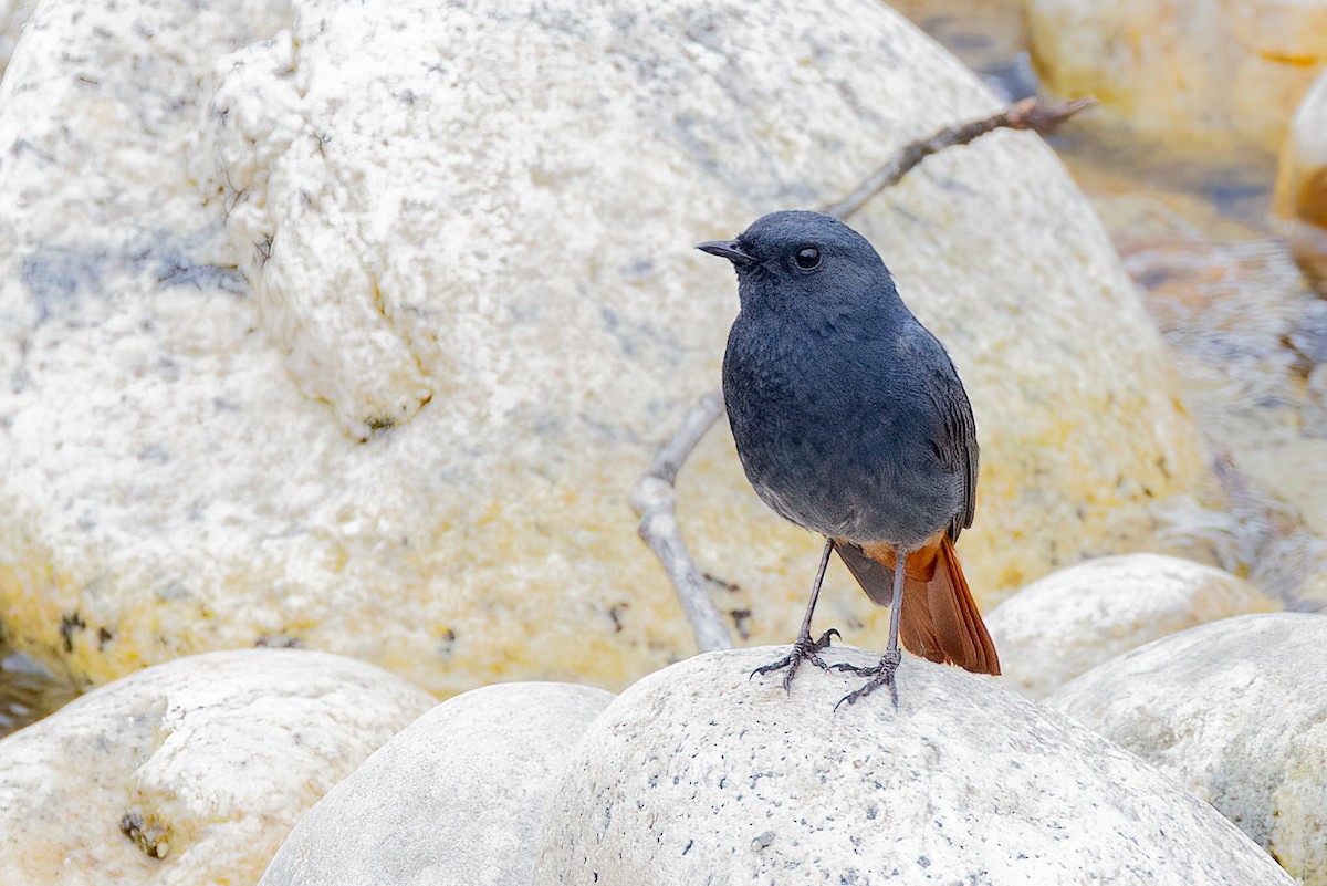 Plumbeous Redstart - ML638343091